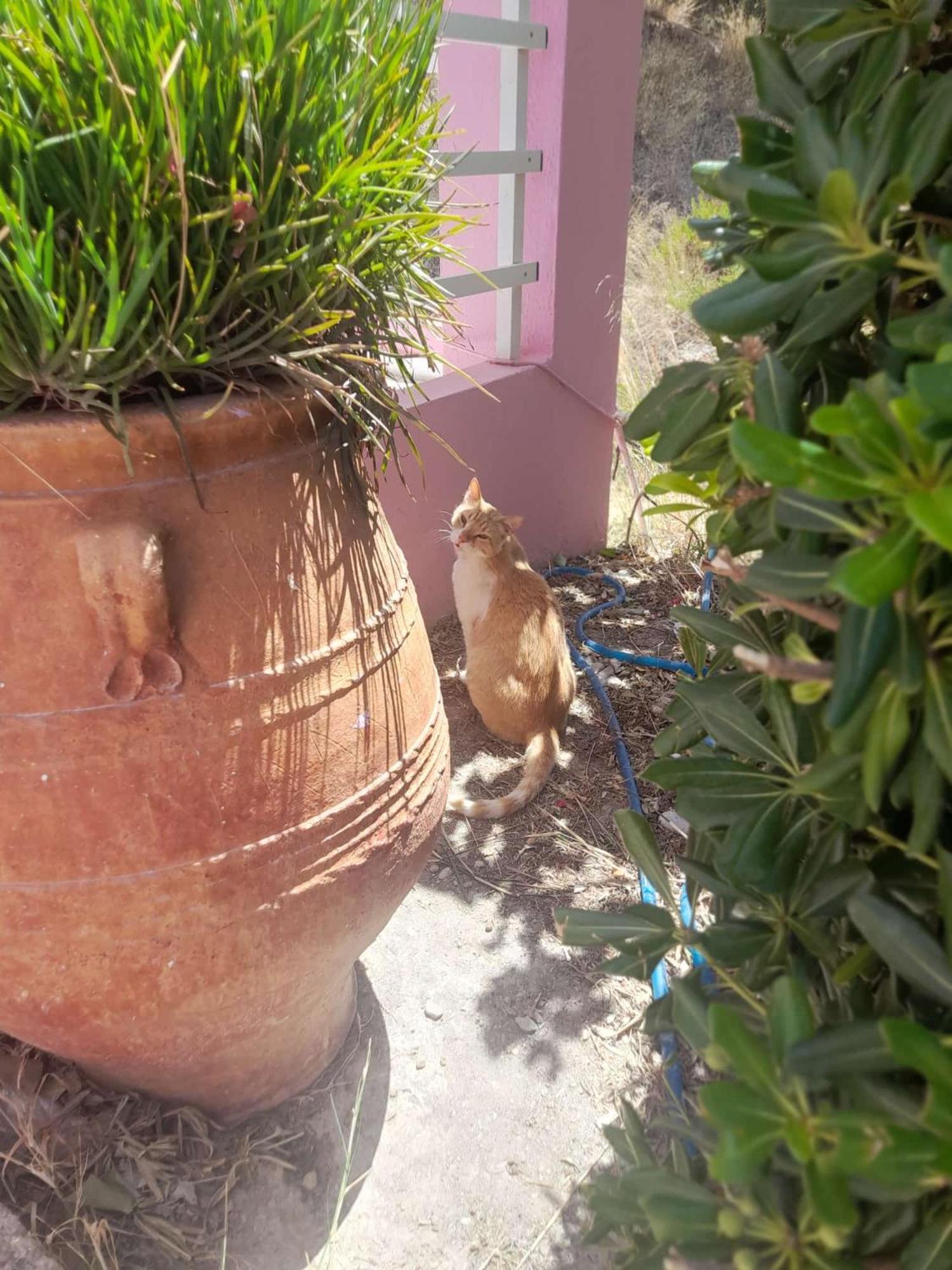 Camelia Διαμέρισμα Πλακιάς Εξωτερικό φωτογραφία